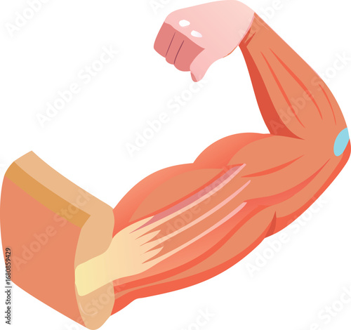Muscles of the arm displayed in detail, isolated on a white background for anatomical reference