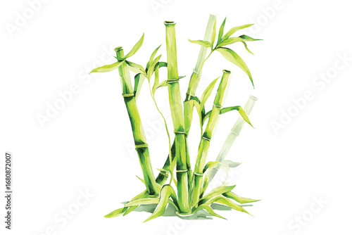 A Vector Watercolor bamboo stalks illustration on transparent background. Green Asian plant art. Bamboo stems, leaves, and shoots in a watercolor style. Isolated vector.