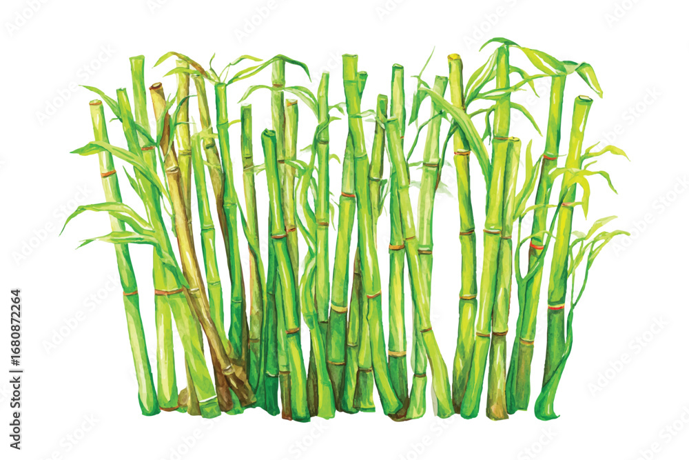 Obraz premium A vector Sugar cane field watercolor illustration on transparent background. Green plant art. Sugar cane stalks and leaves in a watercolor style. Isolated vector.