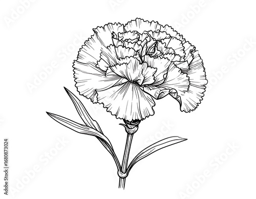 Ornate, detailed line drawing of a carnation flower with delicate petals and leaves.