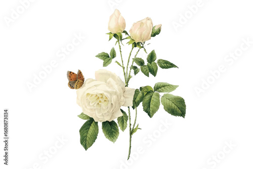 A Vector Watercolor rose with butterfly illustration on transparent background. Floral art. Rose blooms, leaves, and butterfly in a watercolor style. Isolated vector.