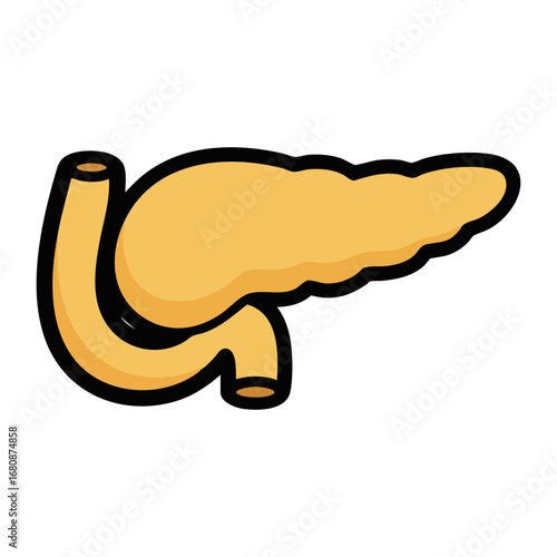 pancreas human body part