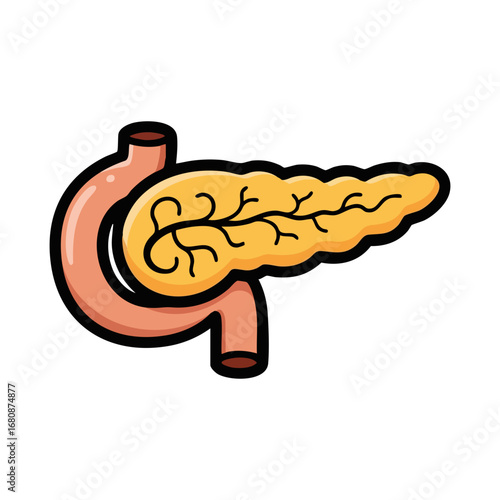 pancreas human body part
