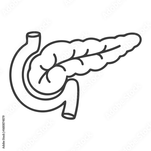 pancreas human body part