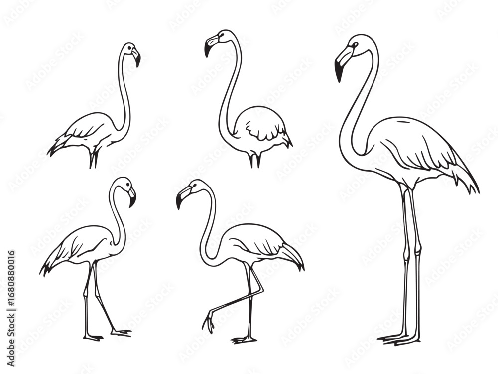 Fototapeta premium Flamingo line art illustration