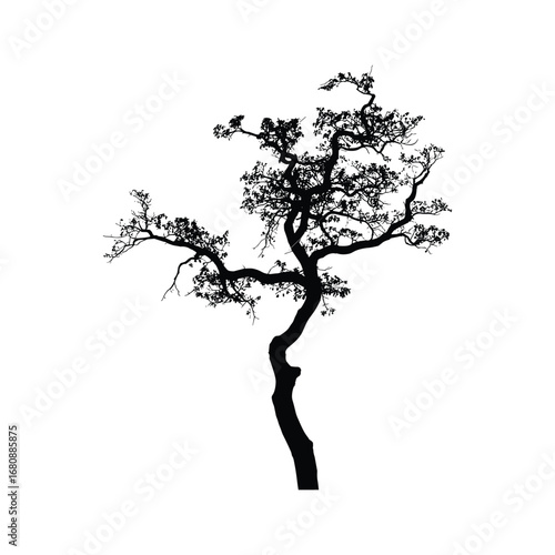 Silhouette of a gnarled twisted tree with delicate branches and dense foliage isolated