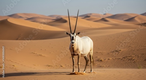 Arabian Oryx in the Majestic Desert