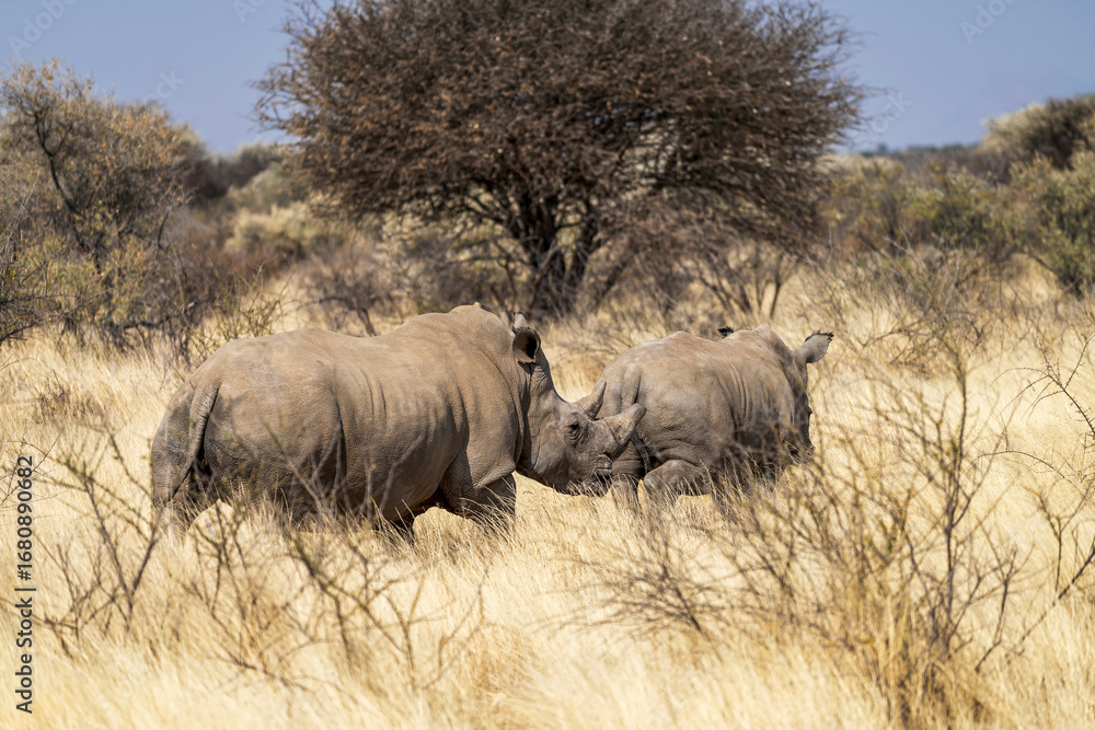 Fototapeta premium Rhinocéros blancs dans la savane 