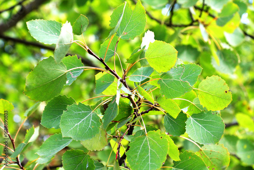 Photography Aspen (Populus tremula) grows in nature