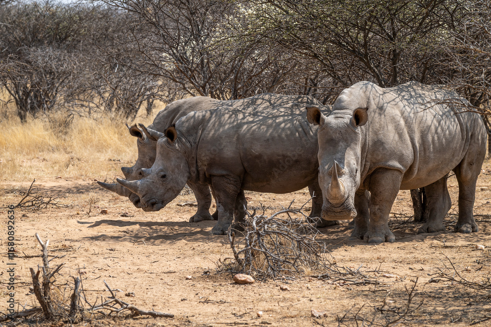 Obraz premium Groupe de rhinocéros blancs à l'ombre d'un acacia