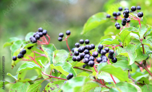 The berries of cornus sanguinea ripen on the branch of the bush.