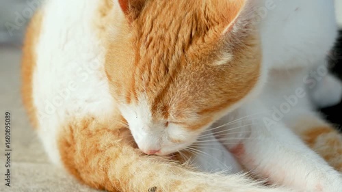 High resolution close up view of cute wild cat while lick himself for cleaning, 4k animal 