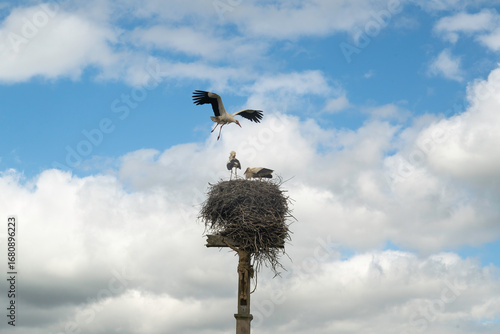 Cigogne blanche, Ciconia ciconia, White Stork, Calvaire, Beuzeville la Bastille, 50, Manche, France