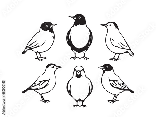 Mynah line art illustration