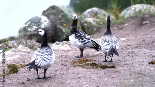 Barnacle Geese