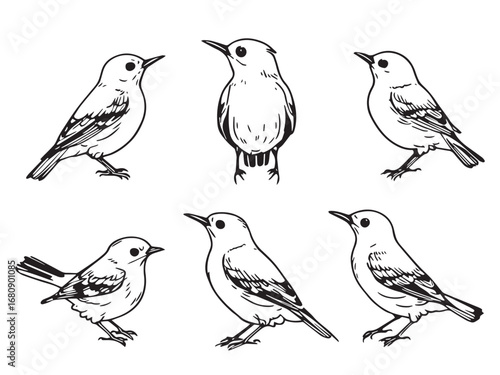 Wallpaper Mural Nuthatch line art illustration Torontodigital.ca