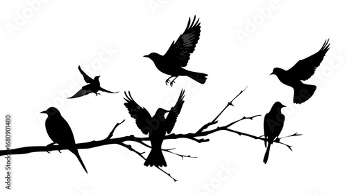 Eagle in flight with sharp talons bird wings