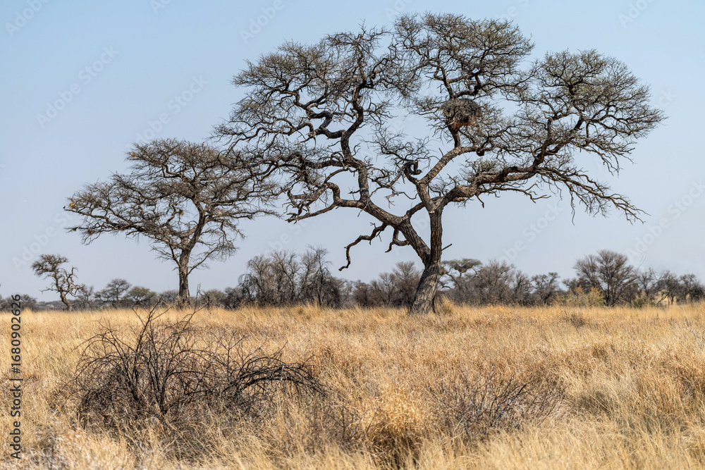 Paysage de la savane en Namibie en saison sèche Paysage de la savane en Namibie en saison sèche