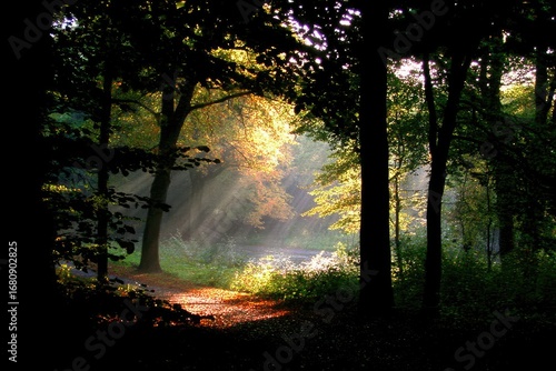 Sunlight streams through a dense forest (1)