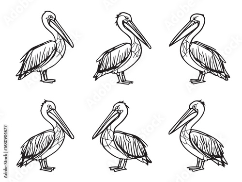 Pelican Line Art Illustration