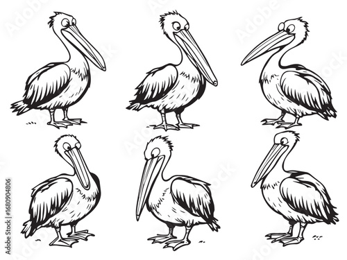 Pelican Line Art Illustration