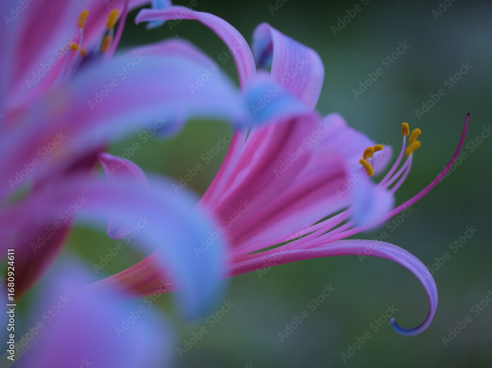 Naklejka premium クソ暑い2025年の8月に咲いたリコリス（リコリス･スプリンゲリ）の薄紫色の可憐な花