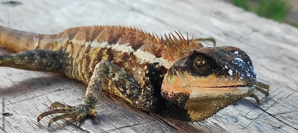 Φωτογραφία A close-up photograph of a lizard or Tree Lizard on a wooden surface, showing detailed scales and dorsal spines