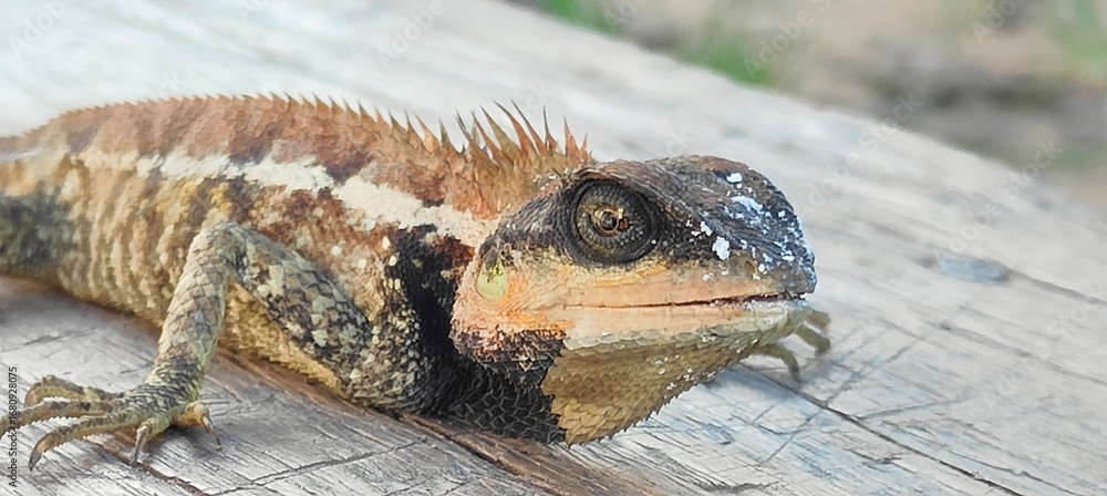Φωτογραφία A close-up photograph of a lizard or Tree Lizard on a wooden surface, showing detailed scales and dorsal spines