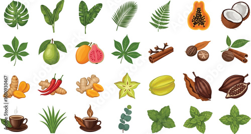 Collection of tropical fruits leaves spices and herbs set.