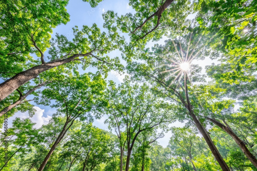 Obraz premium Lush green forest canopy, sunlight rays piercing through