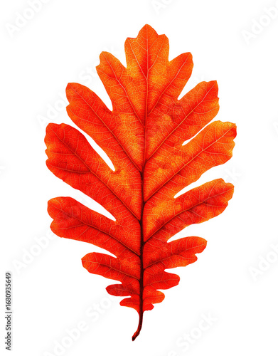 Vibrant autumnal oak leaf against a black background