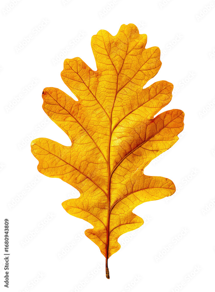 Fototapeta premium Close-up of a vibrant golden autumn oak leaf