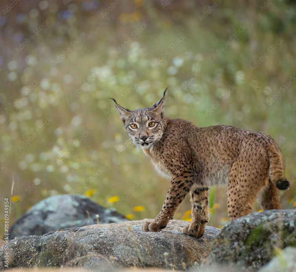 Obraz premium LINCE IBÉRICO
