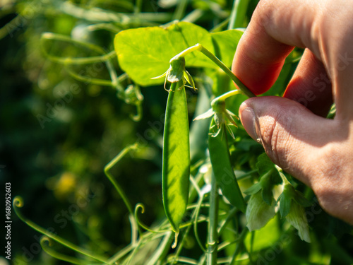 Bild auf Leinwand Hand Harvesting Bright Green Peas in a Lush Garden Under the Warm Sun