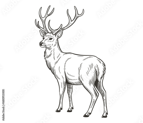 Majestic stag with large antlers deer animal