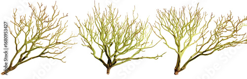 Three specimens of branching, light yellow-tan seaweed, with fine, intricate details