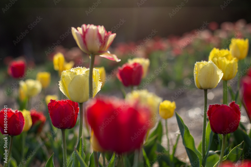 Obraz premium Vibrant Display of Colorful Fringed Tulips Under Spring Sunlight in a Blooming Field