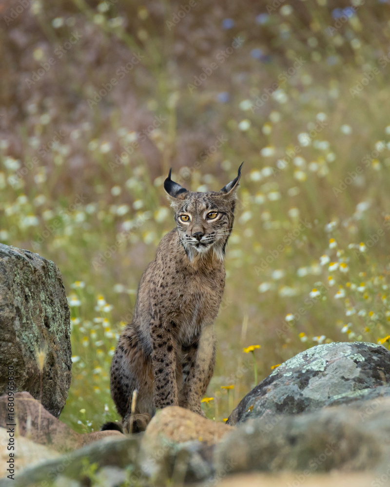 Obraz premium LINCE IBÉRICO