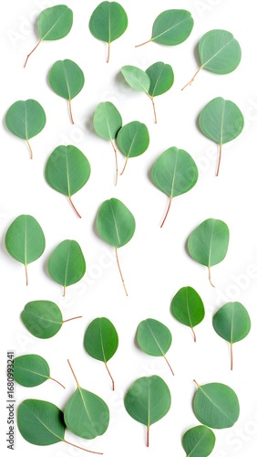 Eucalyptus leaves arranged on white background
