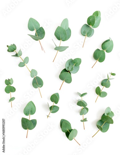 Eucalyptus leaves arranged