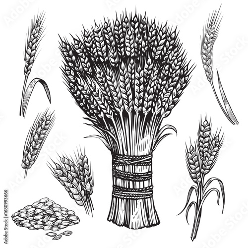 Wheat sheaf sketch. Vector set with grain, wheat ears. Drawing illustration of the spikelet, engraved style.