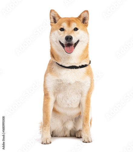 Wallpaper Mural Shiba inu dog sitting and panting on white background Torontodigital.ca
