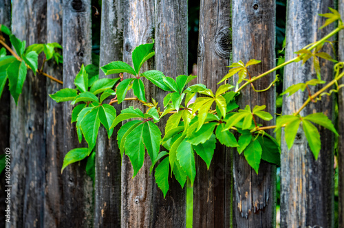 Wallpaper Mural Lebendiges Grün am rustikalen Holzzaun Torontodigital.ca