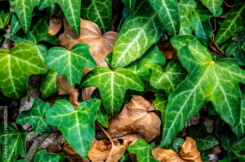 Wallpaper Mural Efeu im Herbst Torontodigital.ca