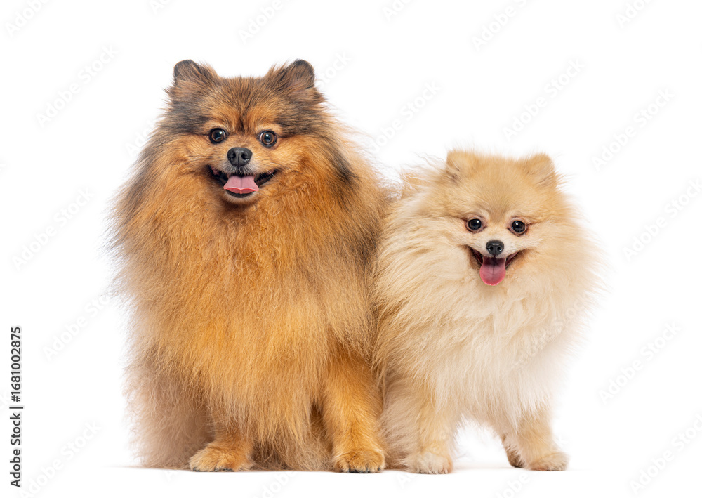 Obraz premium Two adorable fluffy pomeranian dogs sitting together