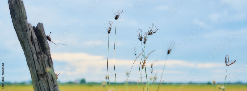 Obraz premium Wildflower, meadow flowers. Autumn landscape blurry nature background.