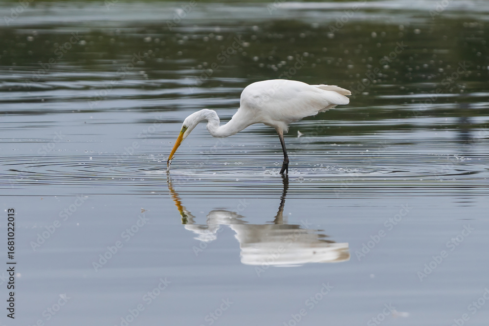 Fototapeta premium Great egret fishing