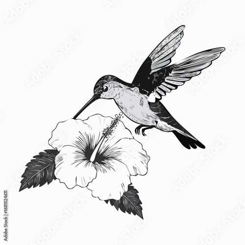 Hummingbird Feeding On Hibiscus Flower image vector isolated on white background.