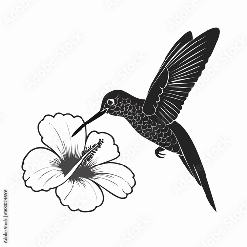 Black and white Hummingbird Feeding On Hibiscus Flower image vector isolated on white background.