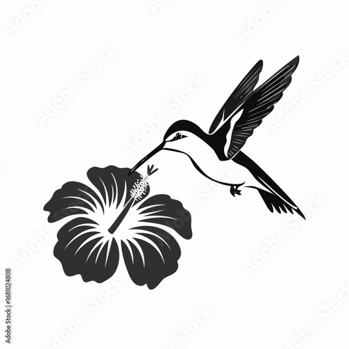 Black and white Hummingbird Feeding On Hibiscus Flower image vector isolated on white background.